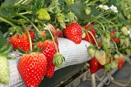 【現場で役立つ農薬の基礎知識　2013】[１６]イチゴの施設栽培防除