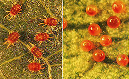 リンゴハダニの雌成虫と夏季の卵