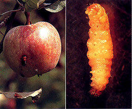モモシンクイガの幼虫と、果実の外に排出された糞