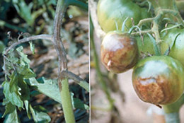 葉、茎、果実に発生する。葉や茎には暗褐色の病斑ができ、茎や果実には白いカビが生える。