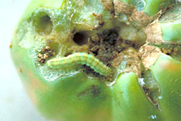 オオタバコガの老齢幼虫。体長は40mm程度。花蕾に食入すると、果実に丸い孔が開く。