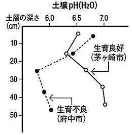 土壌の深さ別のｐH