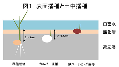 図１　表面播種と土中播種