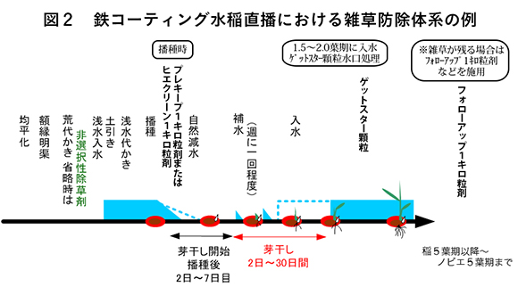 図２　鉄コーティング水稲直播における雑草防除体系の例