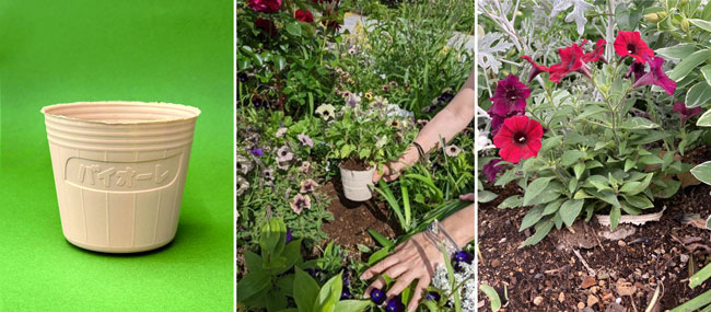 生分解バイオマス資材を用いた「バイオーレ　ポット3号」・そのまま植付け可能・分解した部分から育つ