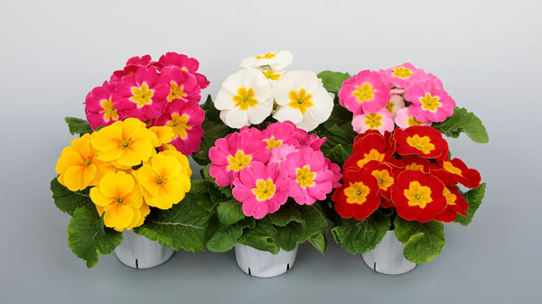 プリムラの新シリーズ「プリンセッサ」