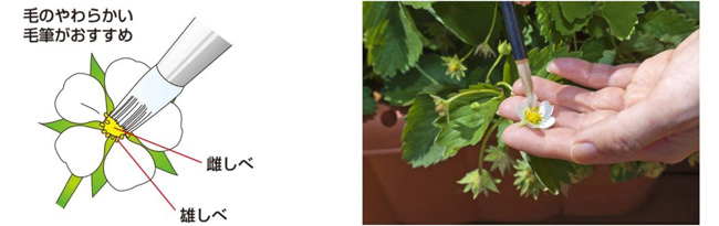 人工受粉（4月）