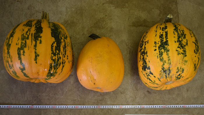 カボチャ果実の外観。左から「福種」、「ゴールデンライト」、「ストライプペポ」