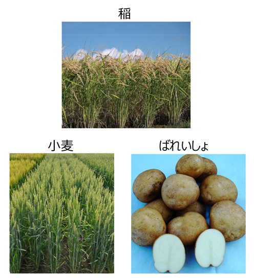 稲、小麦、ばれいしょで病害虫に強い品種育成