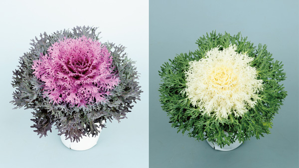 コンパクトタイプの新シリーズ「ティアード」