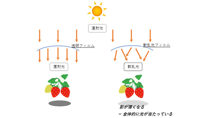 光の散乱性