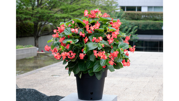 ベゴニア「バイキングXL」シリーズ