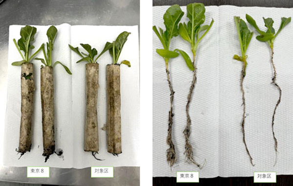 育苗期のビートの比較。「東京8」を使用した苗（左）は、根張り、生育速度で優れている
