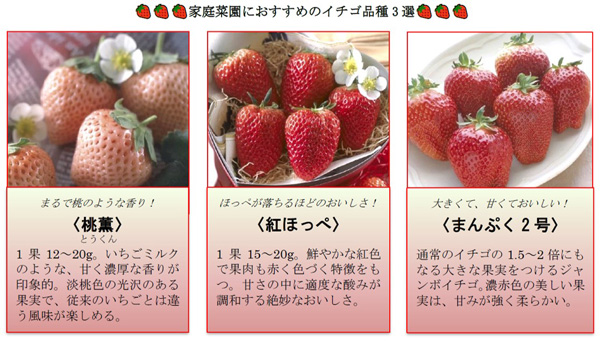 家庭菜園におすすめのイチゴ品種3選