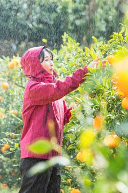 農業女子PJと共同企画　農作業時の負担を軽減するレインウエア発売　ミズノ