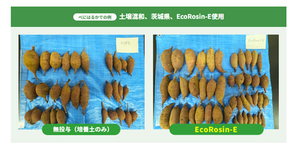 EcoRosin（R）の効果例（サツマイモ×収量改善）