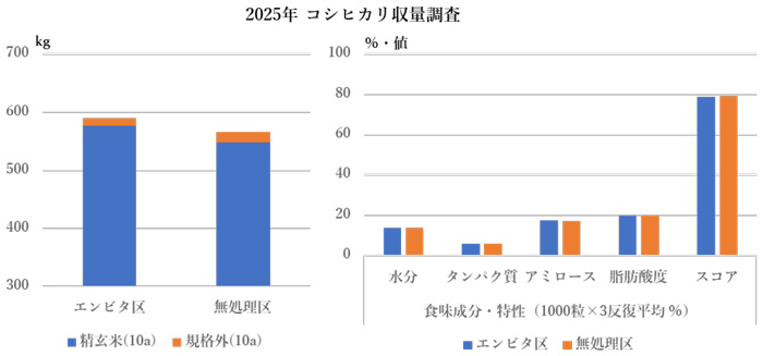 2025年コシヒカリ収量調査