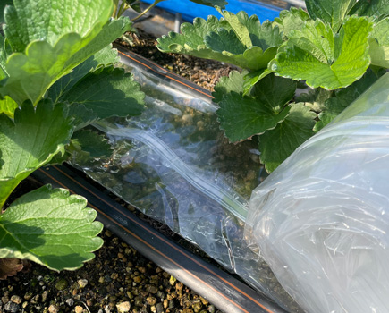 局所土壌ヒーターシステム