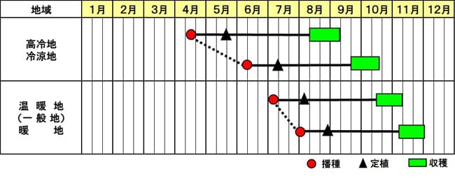 キャベツ「ふうりん」の作型図