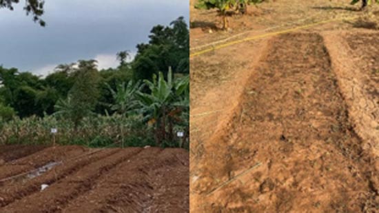 インドネシア他、アフリカ9か国の異なる「土壌」で栽培実験中