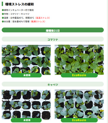 EcoRosin（R）の効果例（高温×乾燥ストレスの緩和）