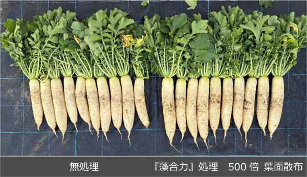 初のオリジナルBS資材「藻合力」新発売　タキイ種苗