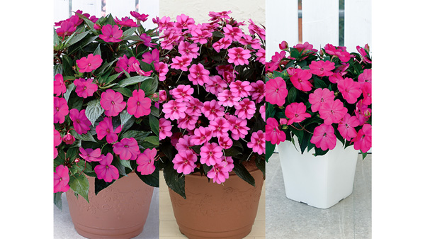 「サンパチェンス」と「サンパティオ」3品種を本格販売　サカタのタネ