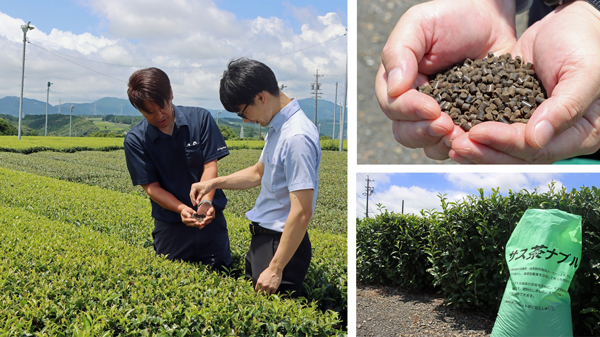 ＪＡおおいがわ、ホテイフーズと共同　茶殻肥料を製品化　静岡県で地域資源循環型農業　伊藤園.jpg