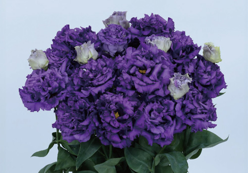 大輪フリンジ咲きのトルコギキョウ「ボヤージュ(2型)ブルー(ver.3)」