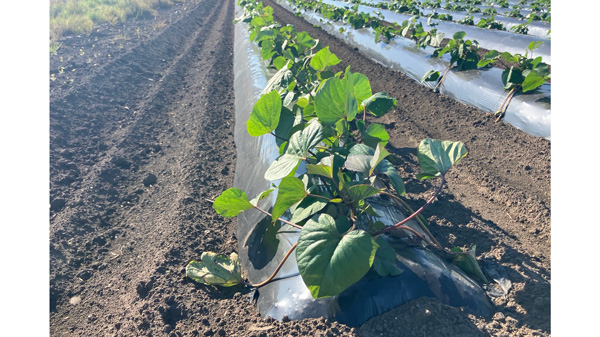 生分解性マルチフィルム「ネイチャーマスター」を展張し、作物が生育している畑