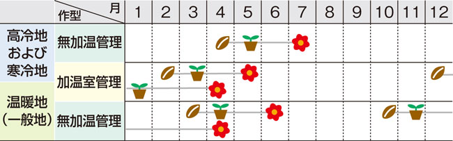 「よく咲くペチュニア パフィン」作型図