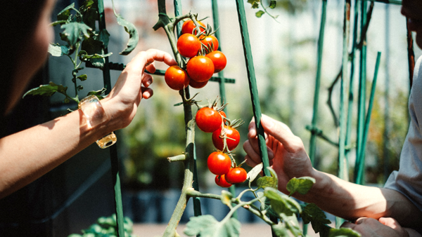 家庭菜園の新たな魅力を発信「UETE 」ポップアップショップを初出店　タキイ種苗
