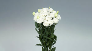トルコギキョウ「Rosita3Pure White」国際園芸博覧会で最優秀賞　サカタのタネ
