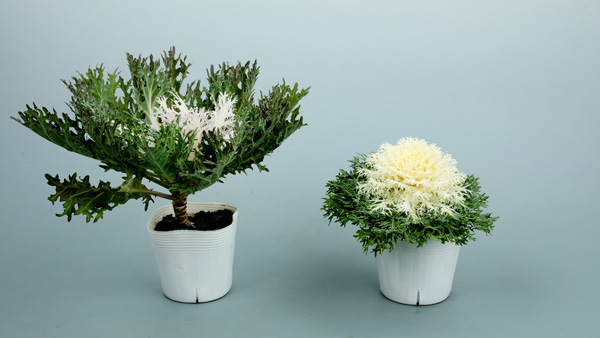 他社品種（左）と「ティアード ホワイト」