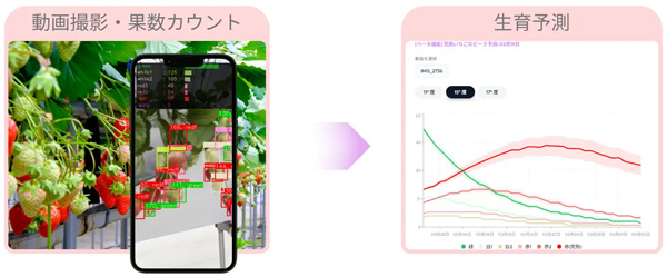 スマートフォン動画から熟度別果数と生育予測
