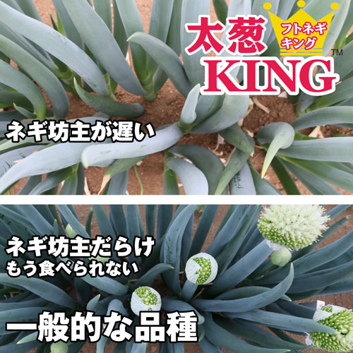 「太葱KING」