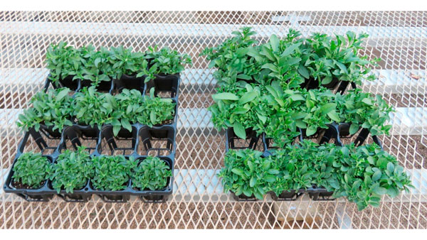 従来のピートモス使用のサフィニア苗（左）とTeamoss使用のサフィニア苗