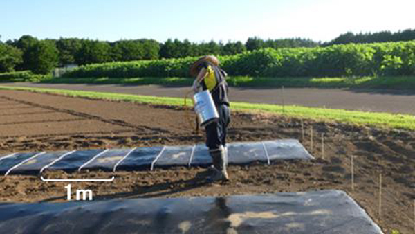 酵素パワーで生分解性プラ製品の分解を加速　農業用マルチの鋤き込みで効果を実証　農研機構