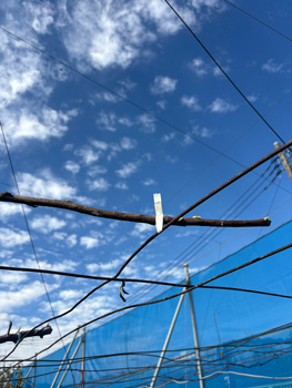 「TAPE-T32W」の結束