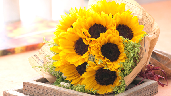憧れ、敬慕が花言葉「父の日」のお祝いは「黄色いひまわり」で　タキイ種苗