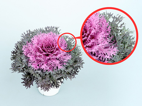 上部から撮影した新品種「ティアード レッド」