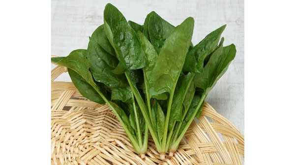 サラダほうれん草 の「まろみ」