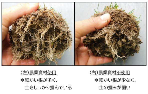 豊田スタジアムフィールド外周での芝生育の比較試験結果（4月撮影）