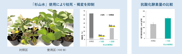 ［試験条件2］12時間日⾧/昼40℃夜30℃/相対湿度60％