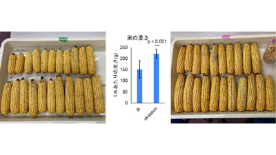 デントコーンの収量アップ　バイオスティミュラント「スキーポン」で実証実験　アクプランタ