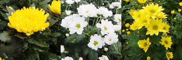 左から、注目品種の「精克」。花色は濃い黄色、高温期の芽なし度が高い品種、「セイロワール」伸長性が良く、重量感がある。、「セイバーゼル」伸長性が良く、開花が早い