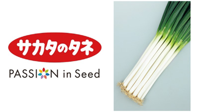 夏越ししやすく強風に強い　冬どり用一本ネギ「冬扇シオン」種子発売　サカタのタネs.jpg