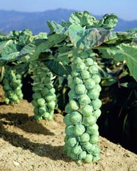 ひとつの茎にぎっしりと連なって成る芽キャベツ