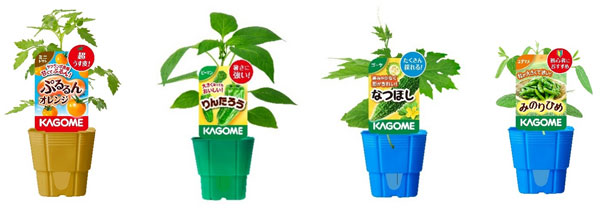 カゴメ「オリジナル品種家庭園芸用苗」2026年シーズン販売開始