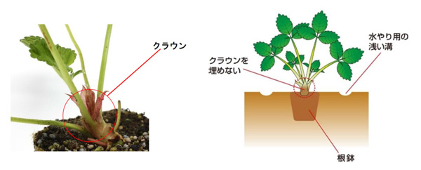 苗の植え付け（10月）